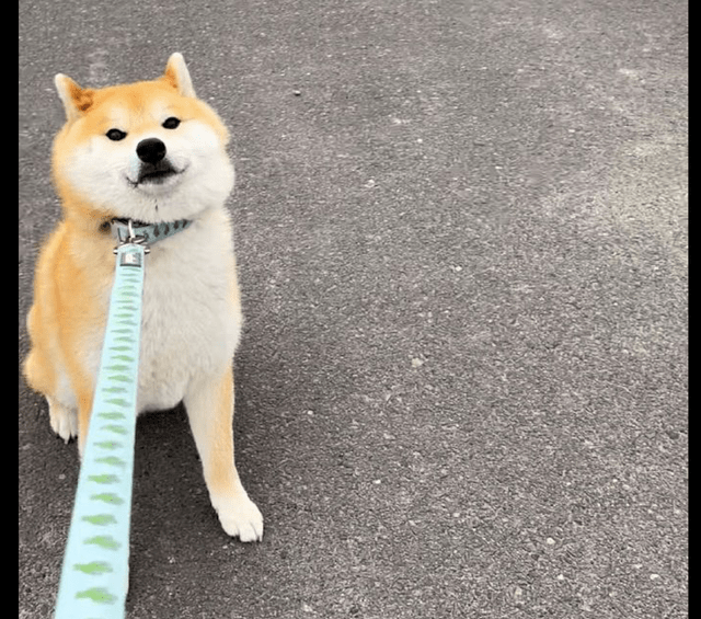 原創帶柴犬出去玩它一屁股坐在地上不願走了最後勝利的笑容賤賤的