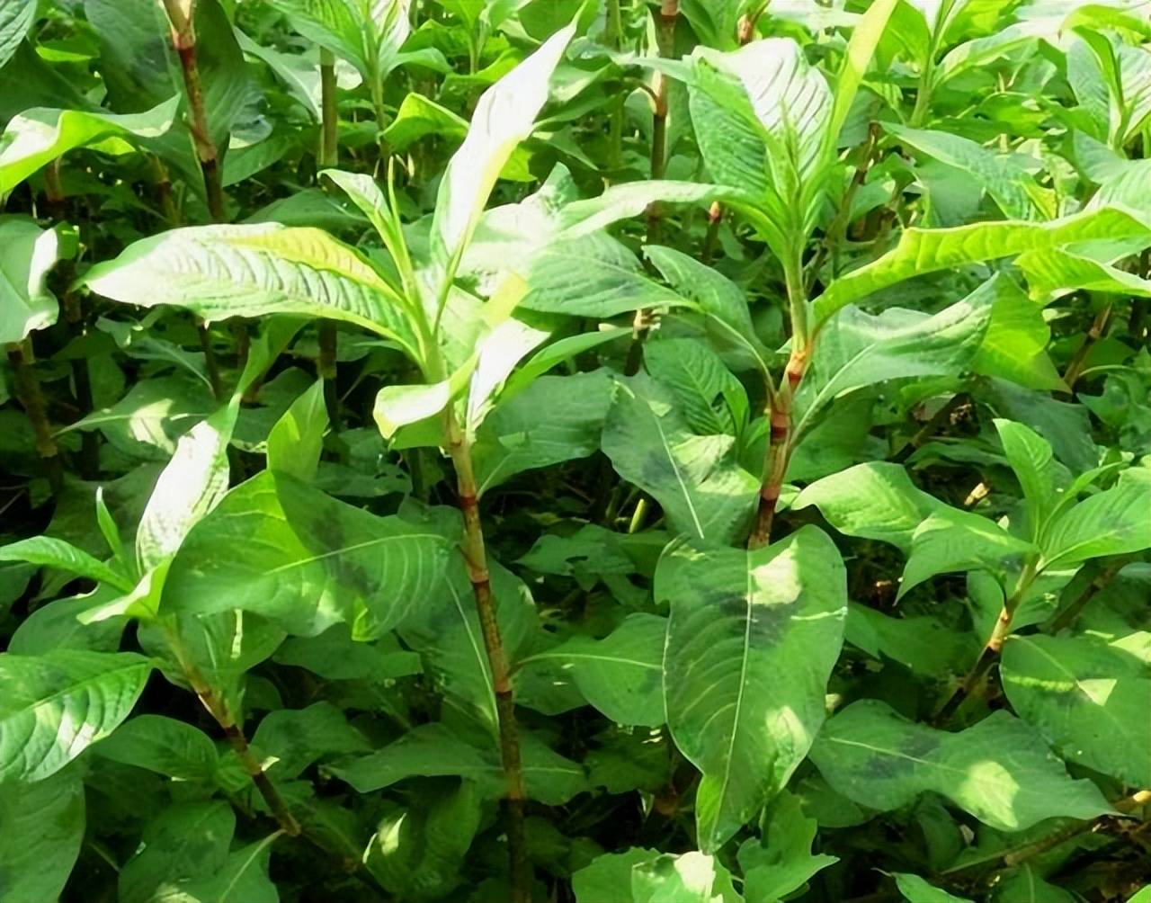 每当以前用辣蓼捕鱼的时候,总是挑选天干水枯的季节,于溪塘的上游入水