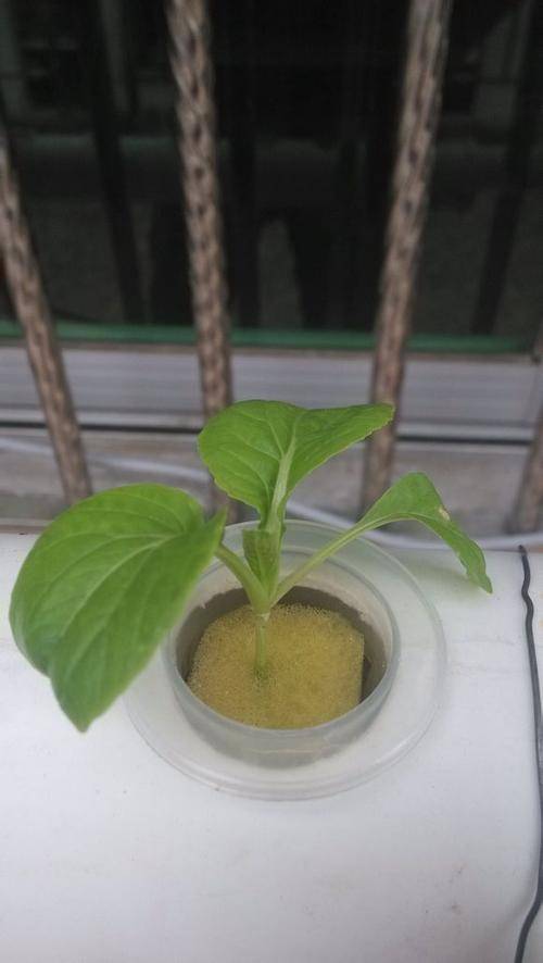 手把手教你在家庭陽臺種植水培蔬菜