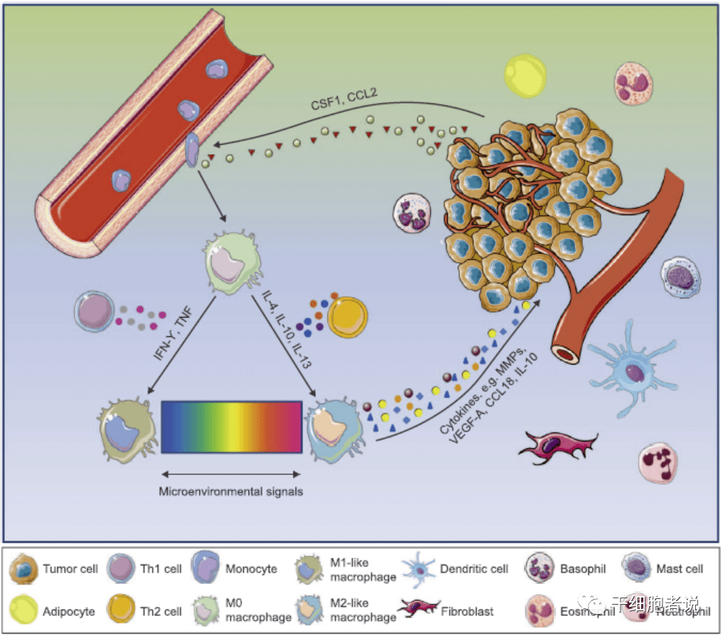 腫瘤微環境促進腫瘤相關巨噬細胞表現型分化2020年11月,浙江大學張進