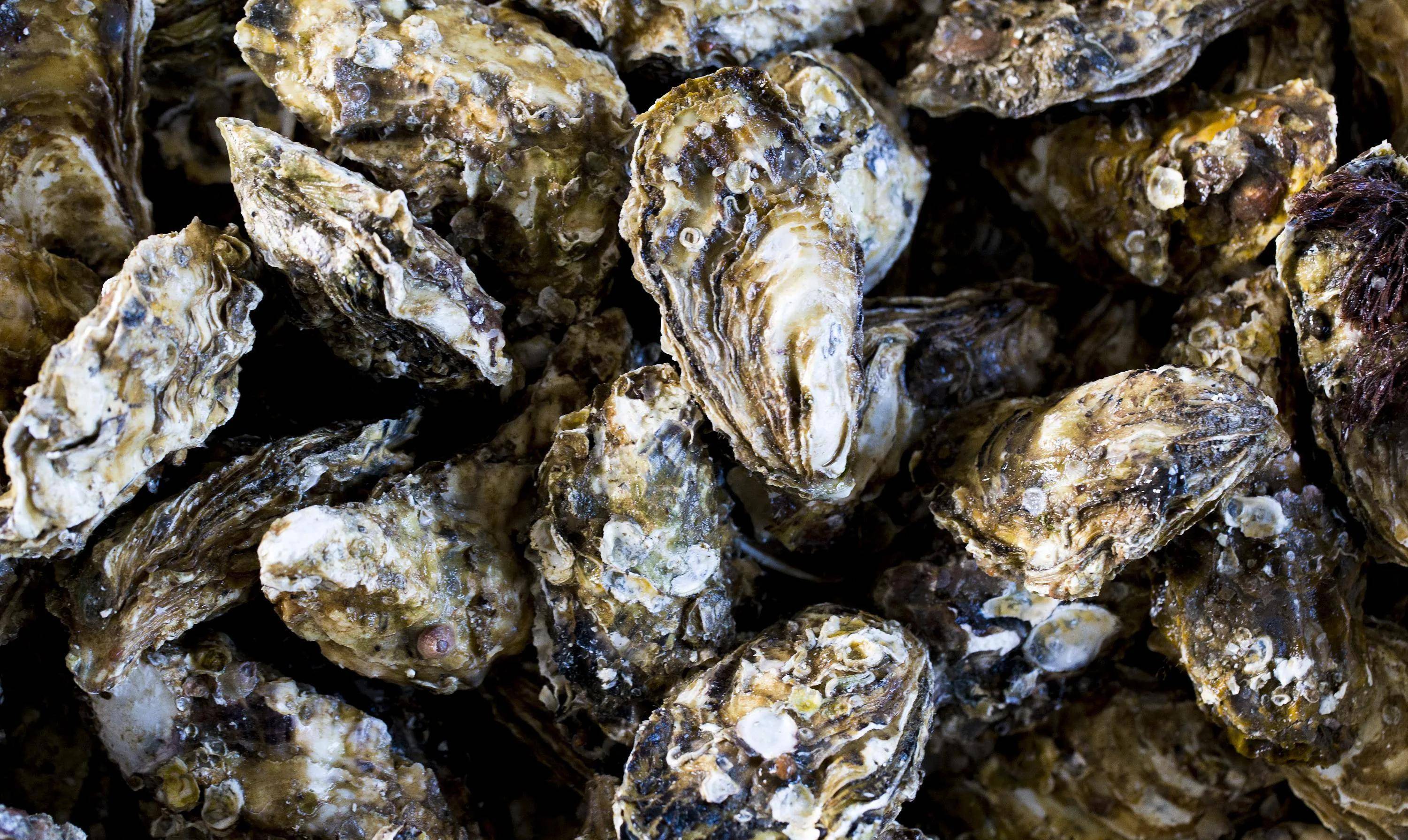 原创生蚝和牡蛎明明长得一模一样到底有啥区别看完涨知识了