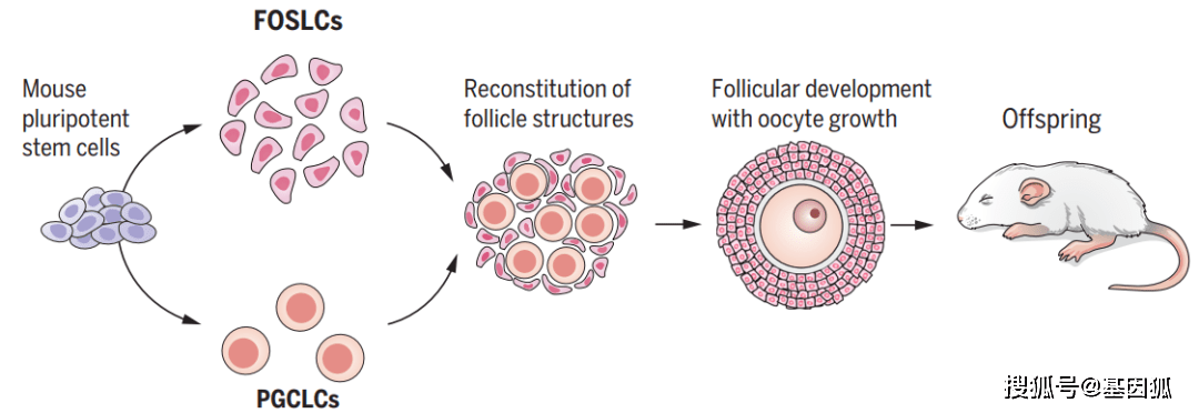 学术进展日本科学家现实了小鼠卵泡功能的体外重建
