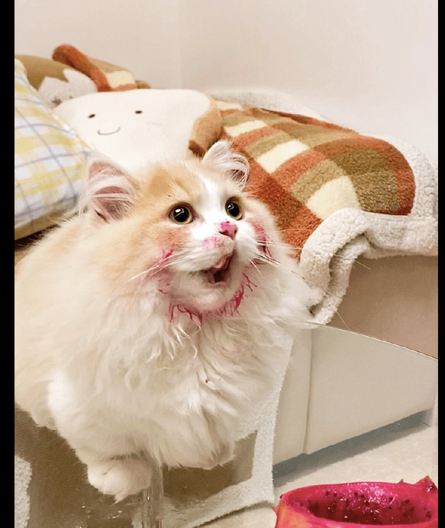 猫咪偷吃火龙果脸都被染成了红色看它笑嘻嘻的表情下不去手啊