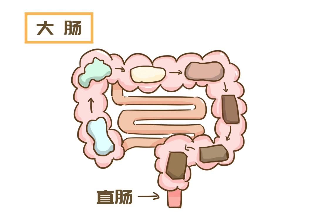 優宜善:你可能不是胖,只是腸道