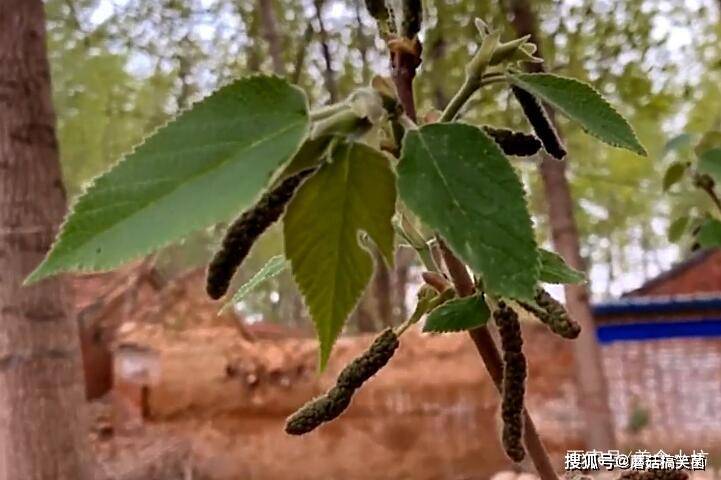 今天我就来跟大家介绍一道好吃的野菜,农村人都叫它"楮不揪"是楮树