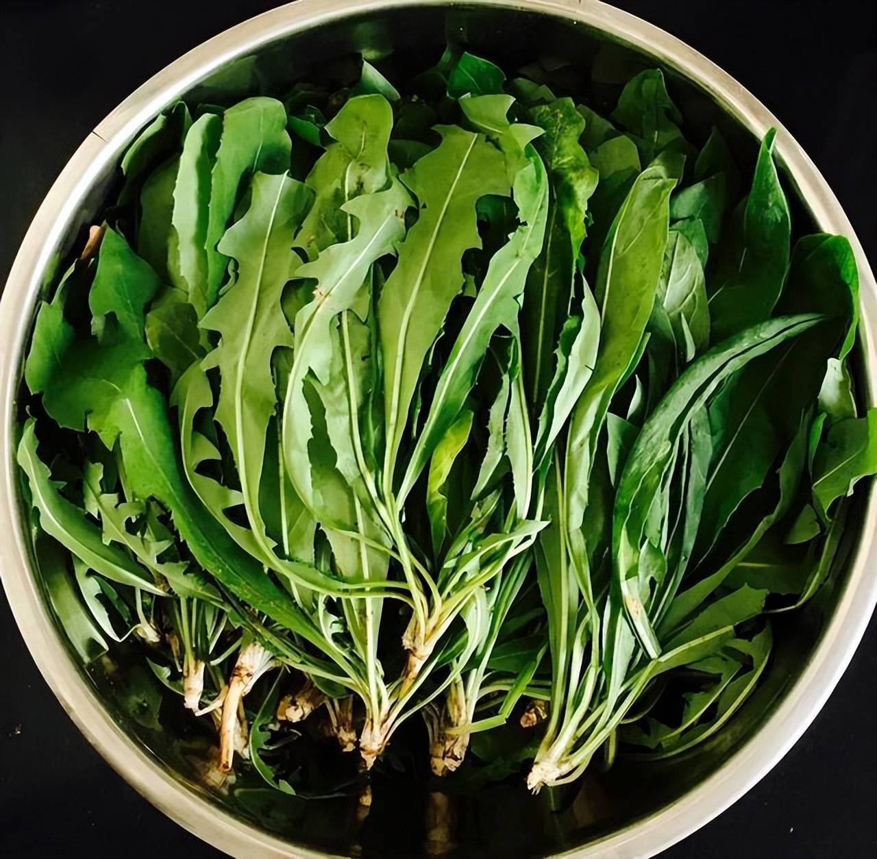 蒲公英泡水喝好处多,但有5类人喝错了反伤身,早知为好_情况_身体_野菜