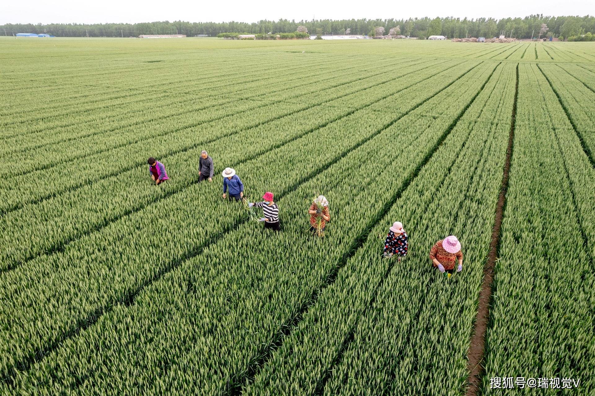 茂丰种业国审小麦良种山农25麦田去杂去劣确保种子质量