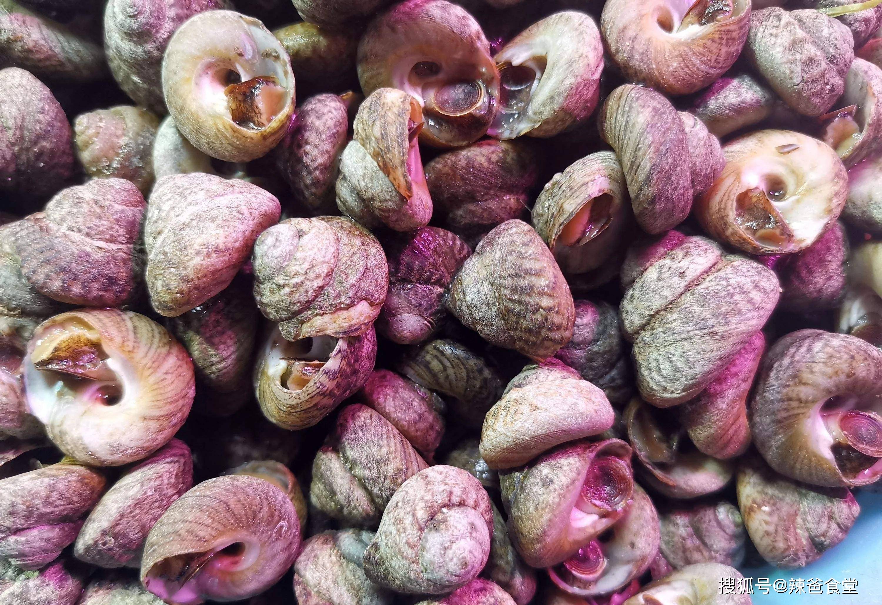 转螺,也有叫"偏腚菠螺",学名锈凹螺.