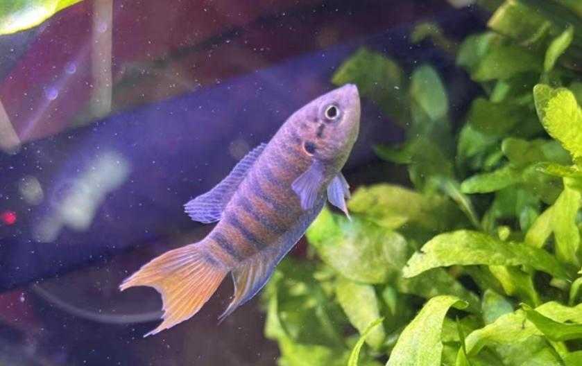 原创天性爱打架的菩萨鱼从前随意捉来玩煎着吃现在已变成观赏鱼了