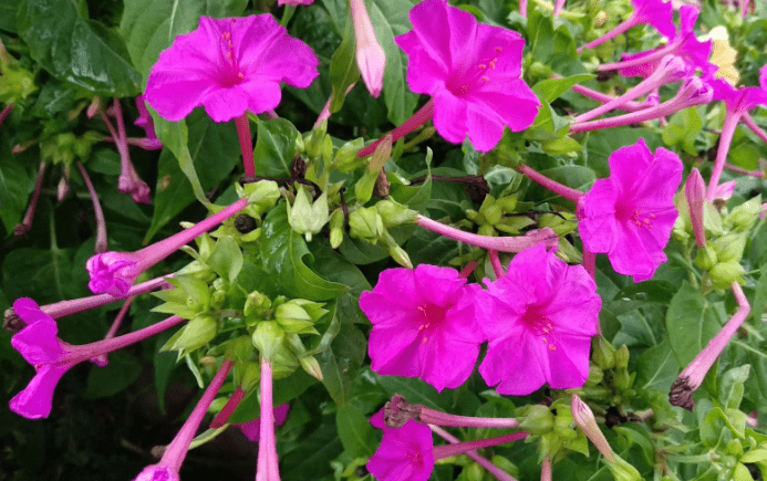 原创俗称晚饭花傍晚时才开花少有人知它能防蚊入夏前种1株