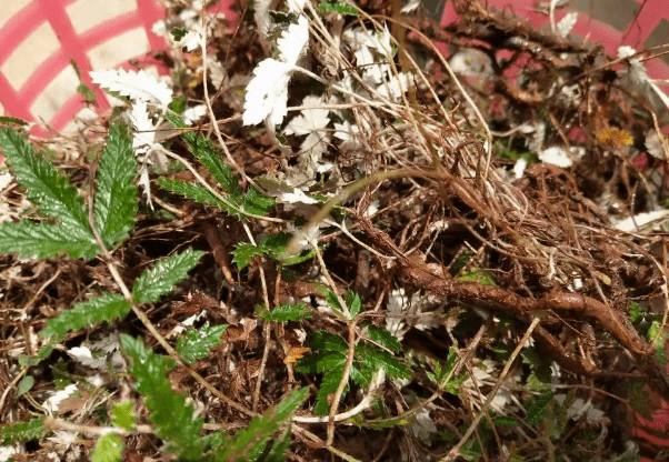 但这种植物,它的名字真的就叫鸡腿草,有些地方也叫它小鸡腿,野鸡腿