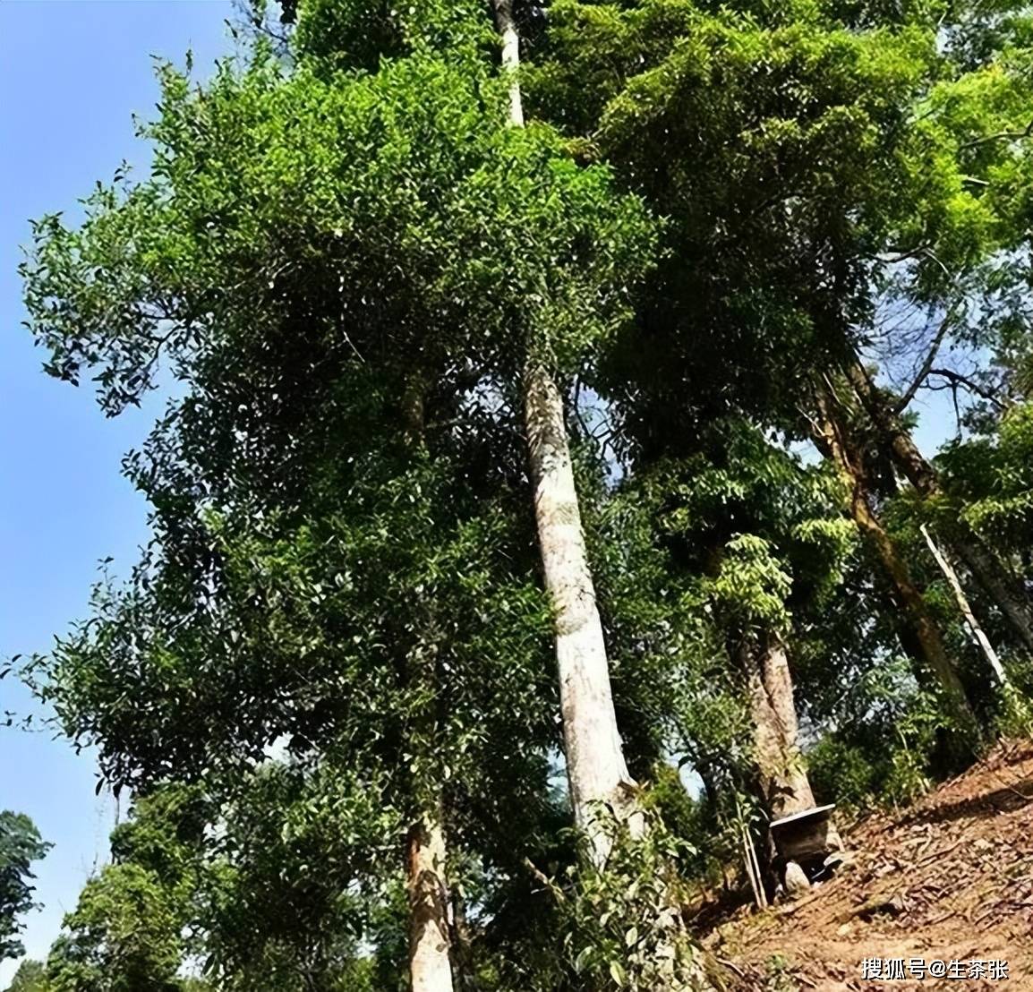 高杆古樹茶有什麼樣的特點只有易武才有高杆古樹茶嗎