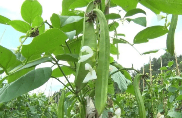 俗称"刀把豆",30年前常做腌菜吃,产量高易管理,有空地别忘种_刀豆