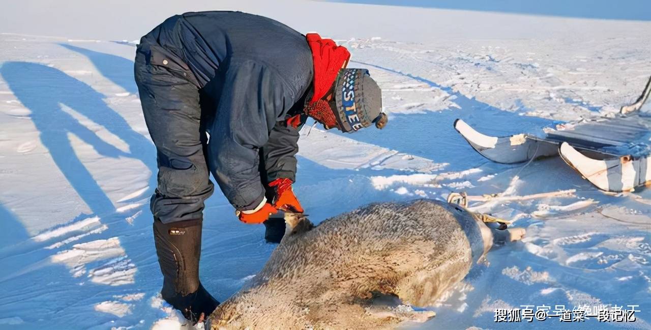 鲱鱼罐头也比不上,却被奉为美食_海豹_味道_内脏