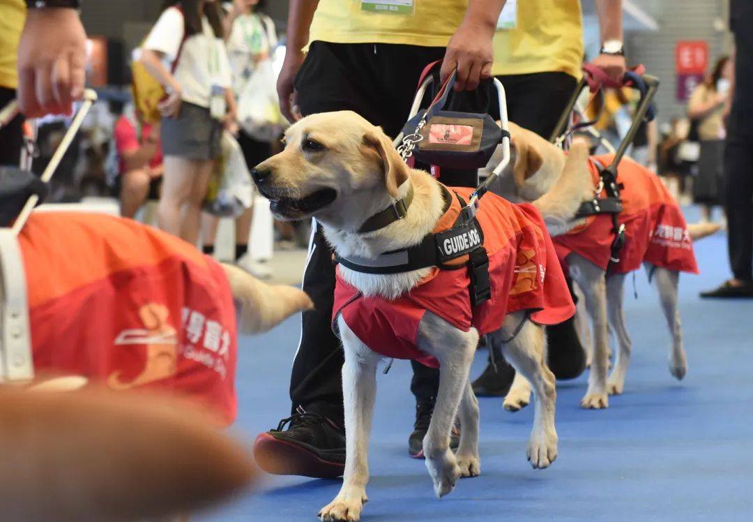 世界導盲犬日訓練之難谷登呼籲大家關愛導盲犬