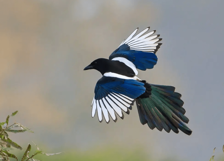 有着美丽羽毛的喜鹊喜鹊身上大部分是黑色和白色的羽毛,看起来干净