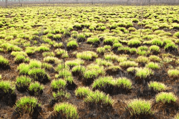 东北三宝的"乌拉草",它有什么价值?为何能和人参,貂皮齐名?