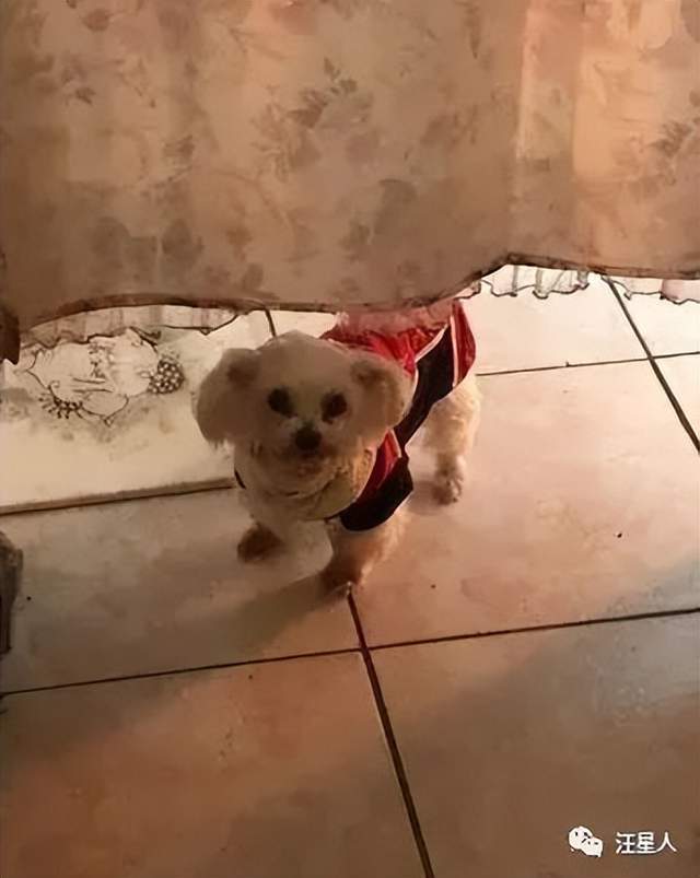 主子举发爱犬恶行却惹哭千人:多希望门后还有你的身影_狗狗_家人_奴才