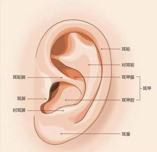 耳朵部位名称图解图片