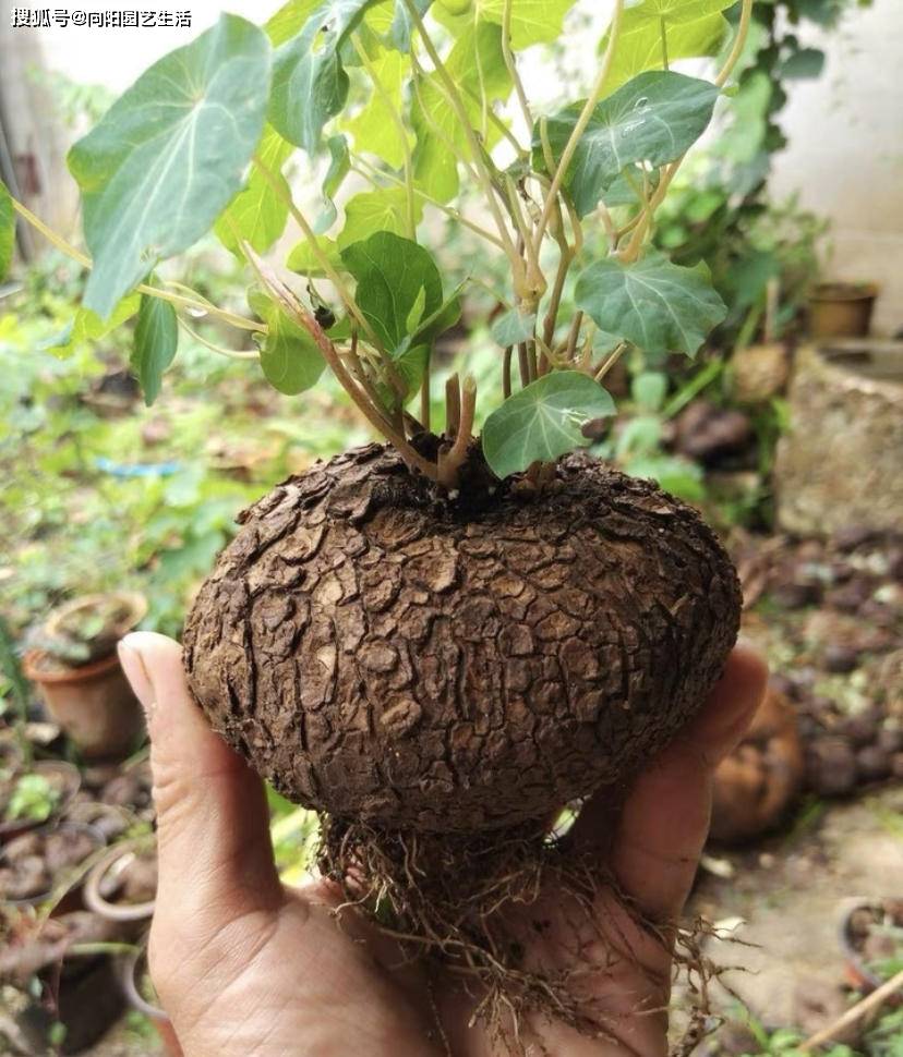 金不换也叫做山乌龟,它是一种独特的快根植物,属于我国本土绿植,具备