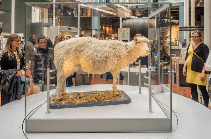 标本放入英国的博物馆,被世人瞻仰,从多莉开始,克隆技术开始全面发展
