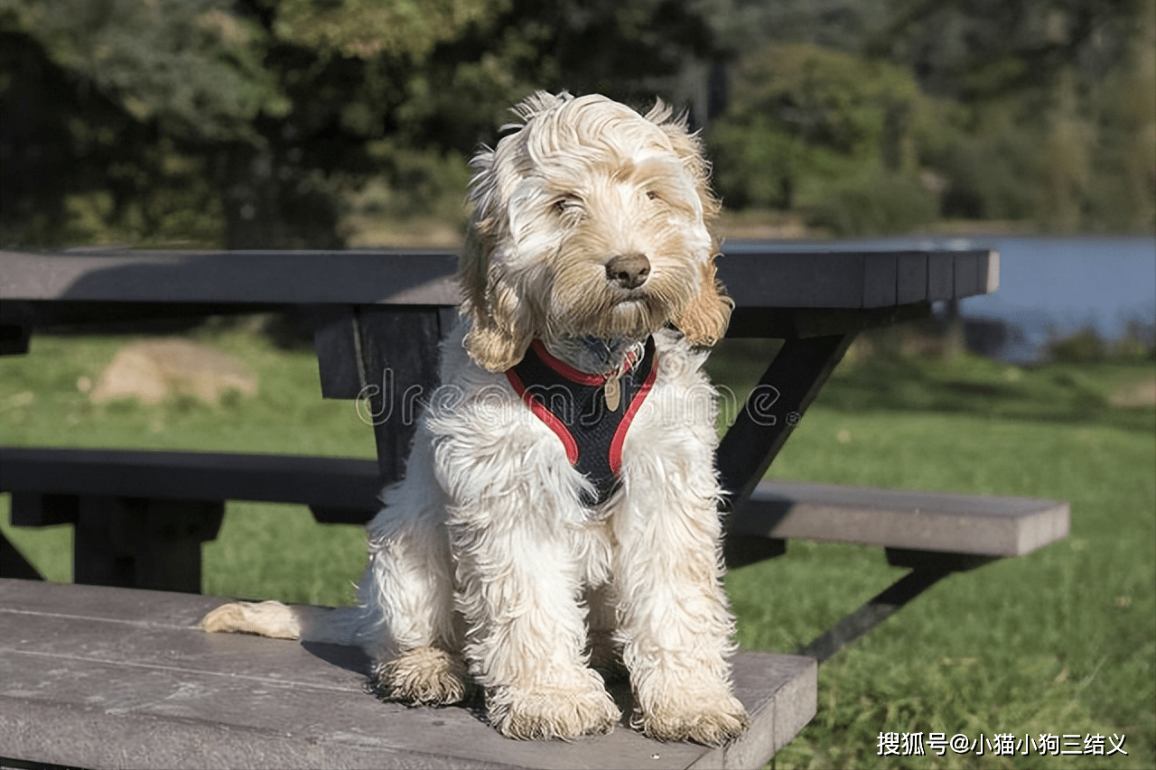 可卡頗犬三,小克,英文名叫tracker小克是汪汪隊中的叢林搜救專家.