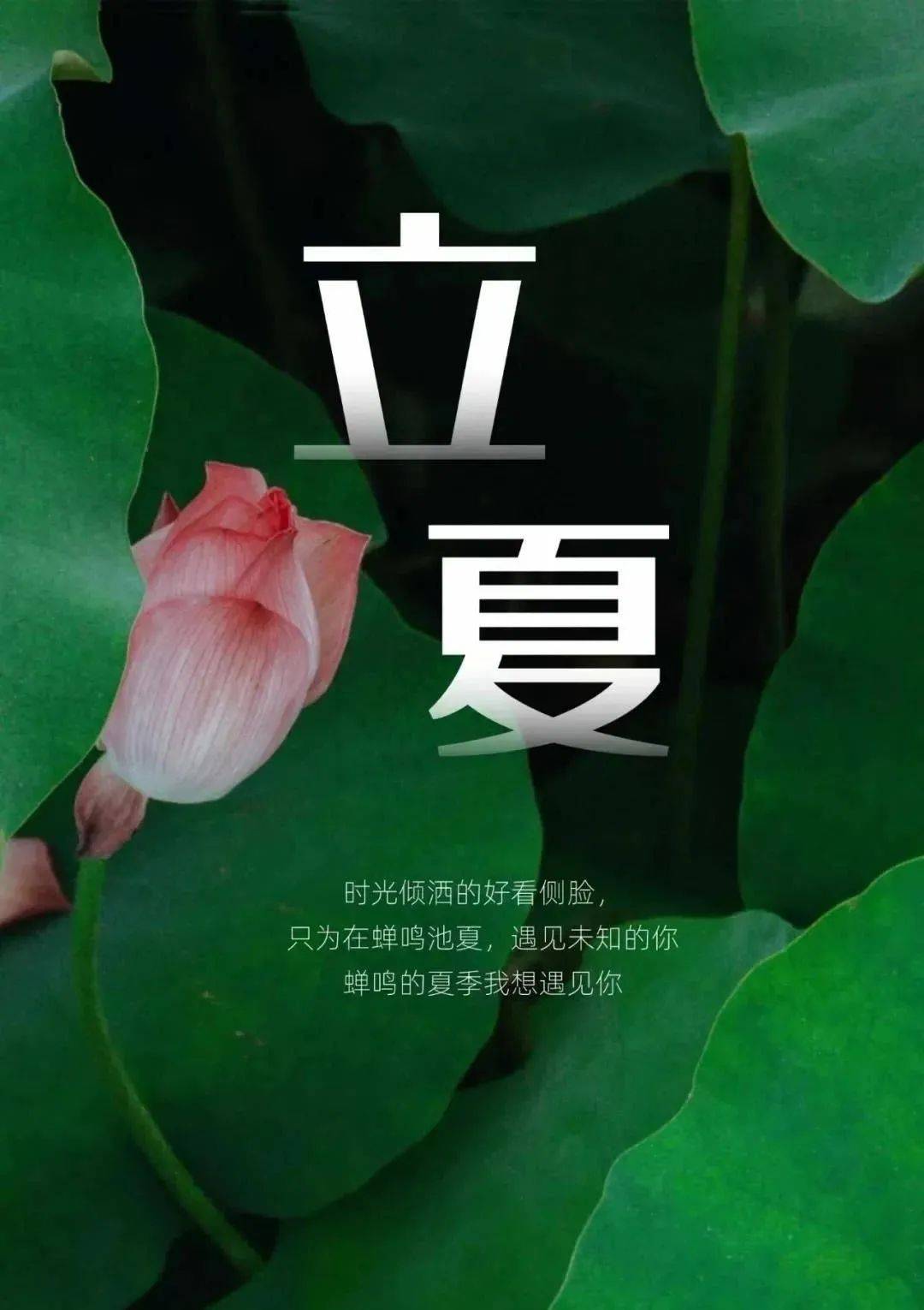 原创2022立夏节气问候祝福语图片带字温馨立夏问候语录温馨祝福句子