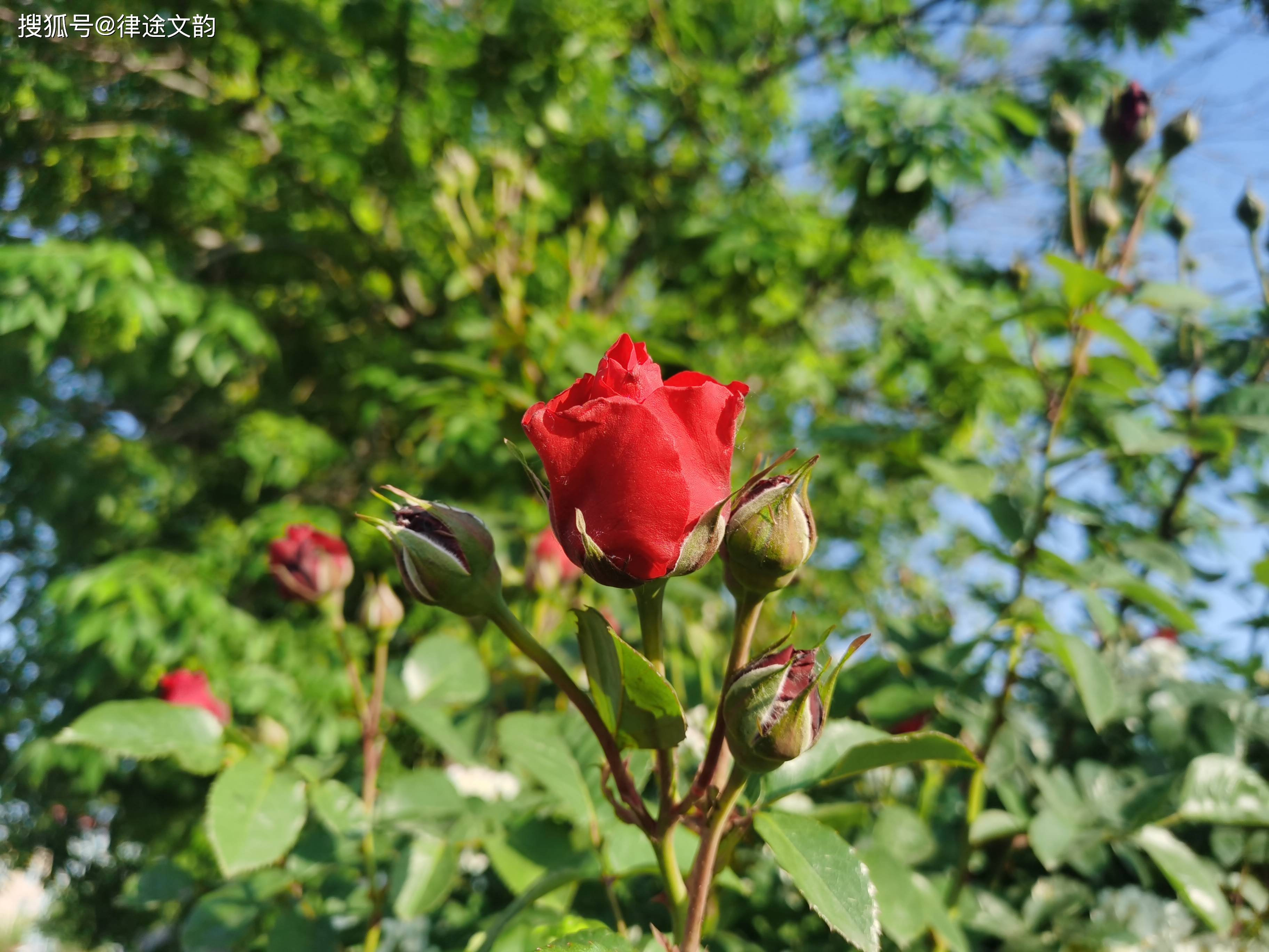 青杏已成春歸去,薔薇又迎夏時光.