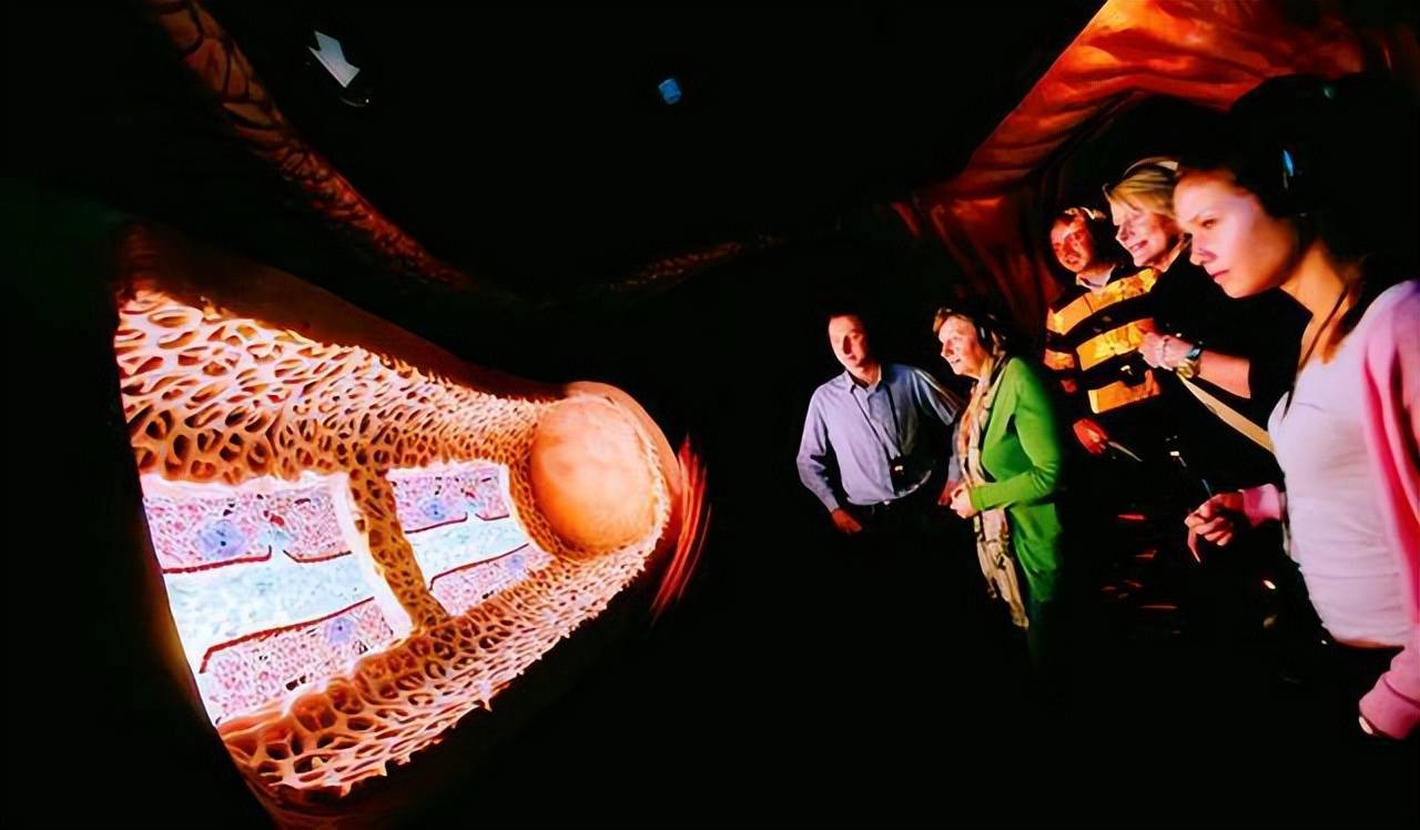 荷兰人体博物馆,带给人视觉上的震撼,人体内部的构造非常逼真._身体_