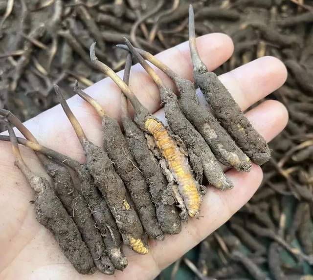 果洛雪山鲜虫草又来了没有中间商赚差价抢购仅限两个月