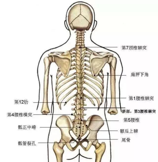 背脊骨是哪个位置图片图片