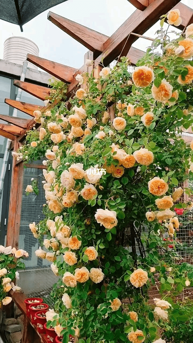 原创玛格丽特王妃制作花墙的利器丰花勤花南北都能种