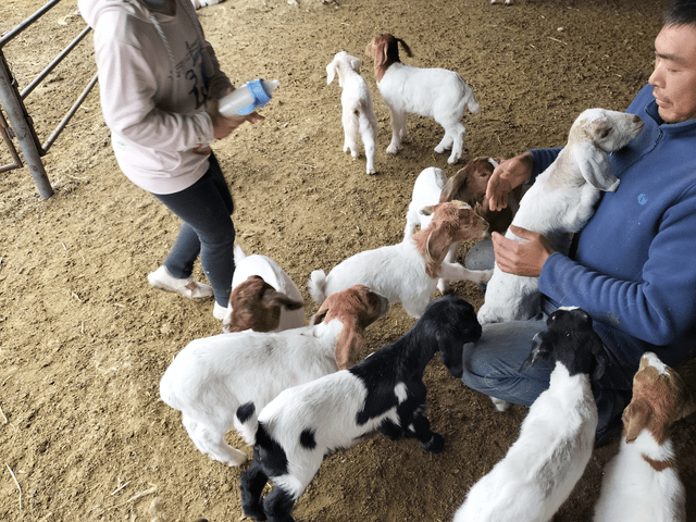 小羊羔喂奶粉时,常出现的几种情况,以及应对措施