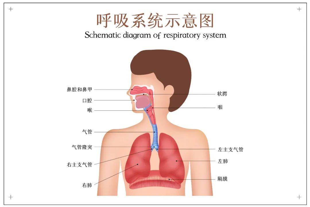 如何有效排痰誼微網霧化器有助於祛痰呼吸道感染慢阻肺哮喘