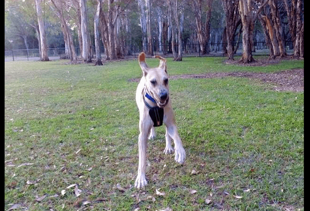 狗狗在婚礼上当众拉粑粑抢风头 主人又好气又尴尬 狗 怪我咯 肯尼 芙蕾雅 女朋友