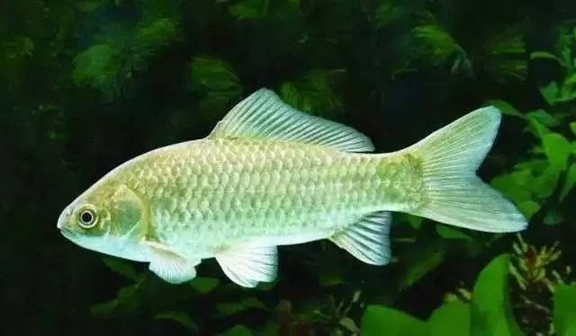 两种硒源在异育银鲫上的差异