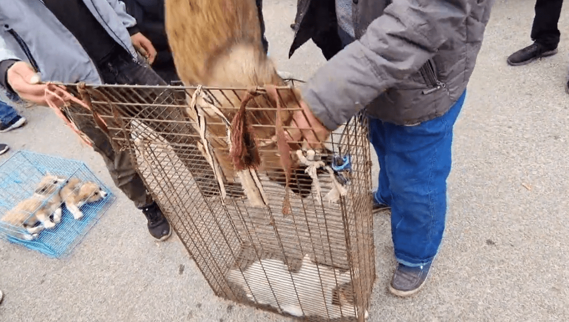 这个女士就拨打了一个电话,告知对方狗贩子只肯出350元,并且得到对方