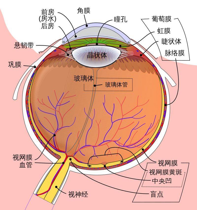 葡萄膜位置图片