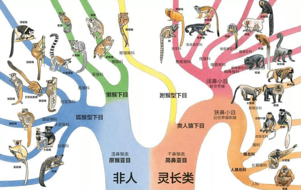 原创苏联科学家灭绝人性的实验试图使人猿杂交过程有多残忍