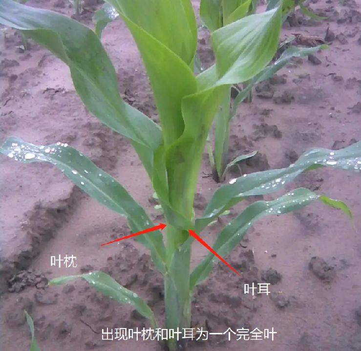 玉米苗后除草用好这几个方法除草干净无药害
