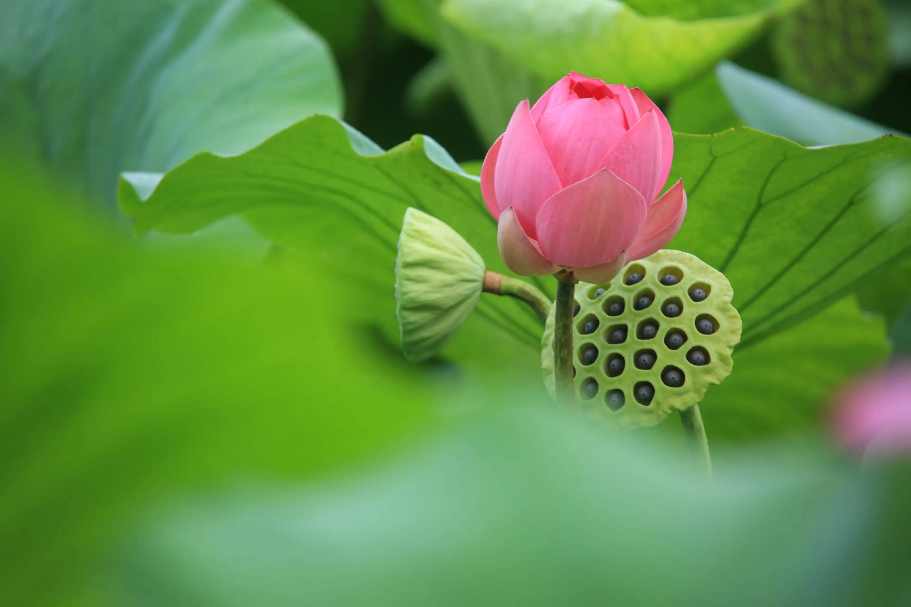 莲藕_打人_莲蓬