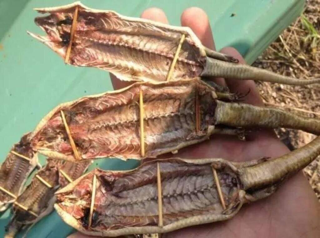 原创俗称狗婆蛇喜欢晒太阳能断尾逃生为何现在见不到了