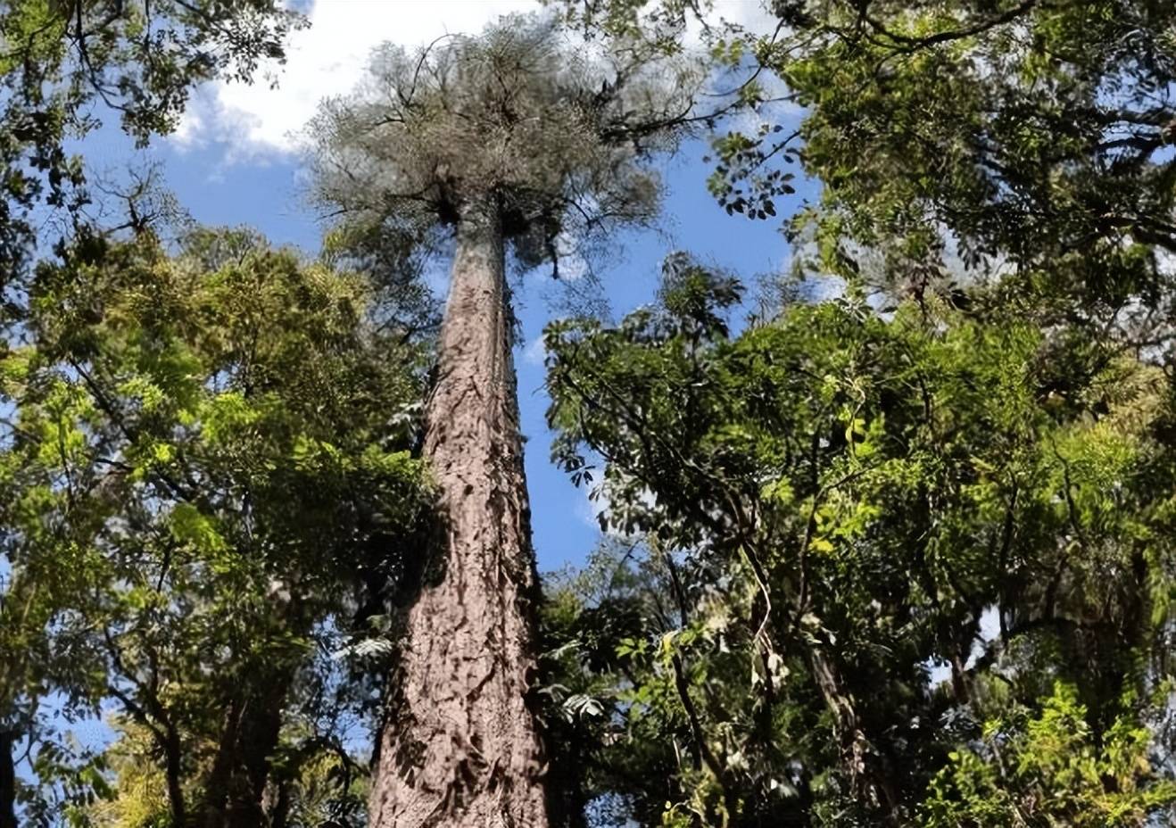 西藏发现高768米的我国最高树木秀于林风必摧之它咋长这么高