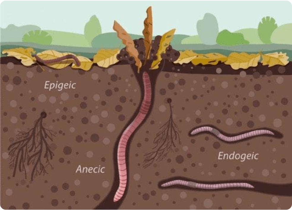蚯蚓生活在哪里图片