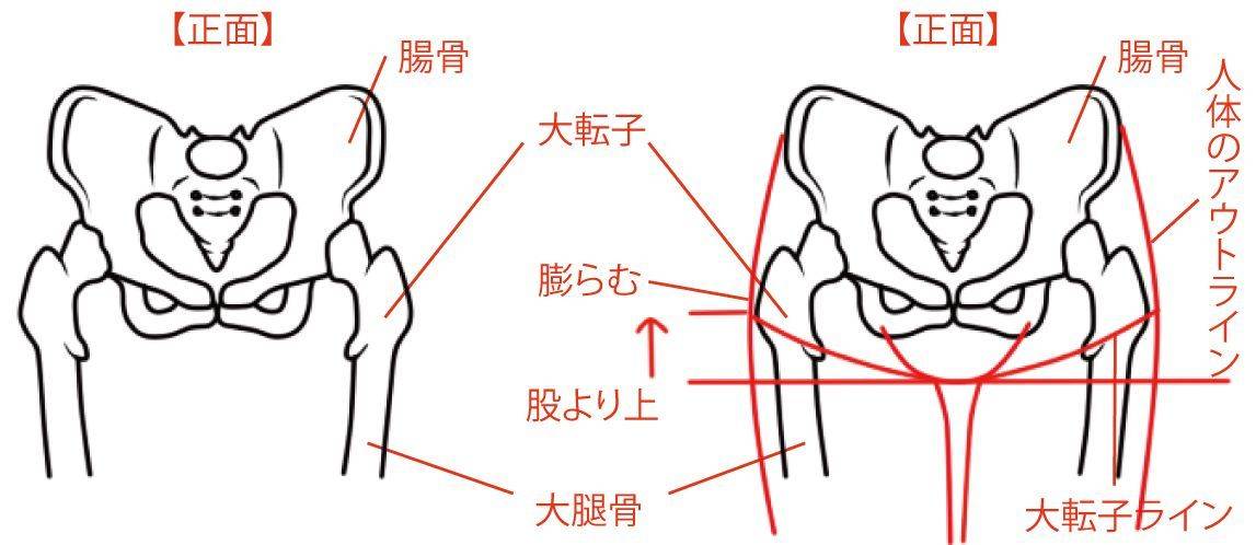 骨盆手绘解剖图图片