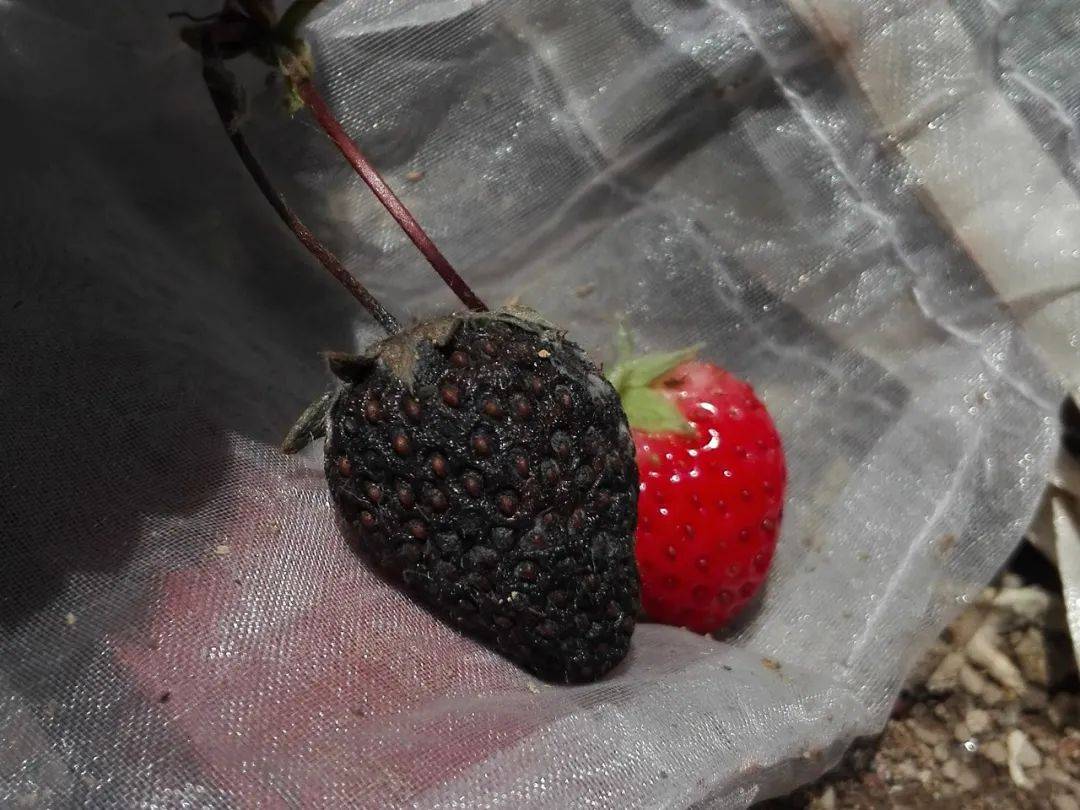 原创草莓是最脏水果草莓也有黑色的我试种了下给大家个参考
