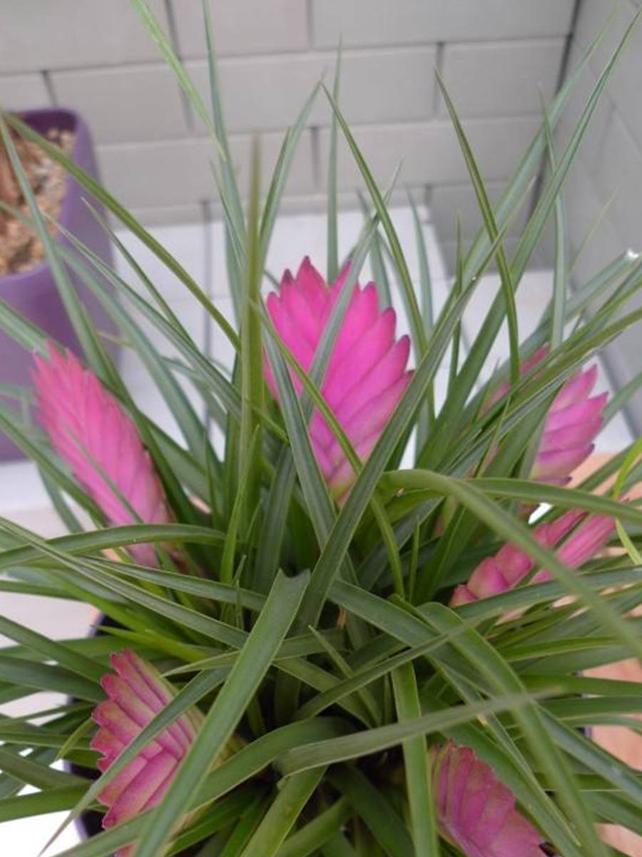 老爹在花市买了一株 进口兰 开花成 紫扇 才知 上当 了 凤梨 植物 兰花