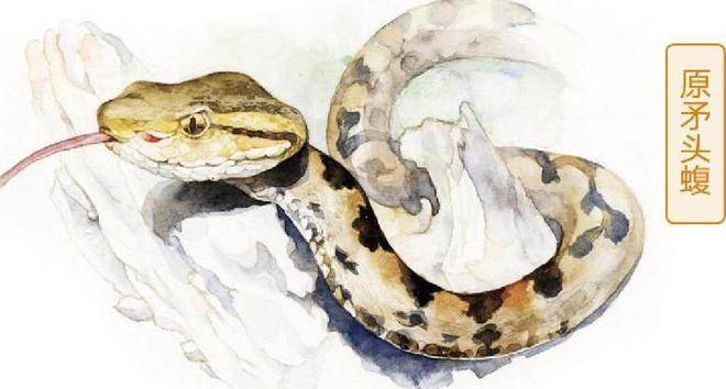 保护_毒蛇_陈远辉