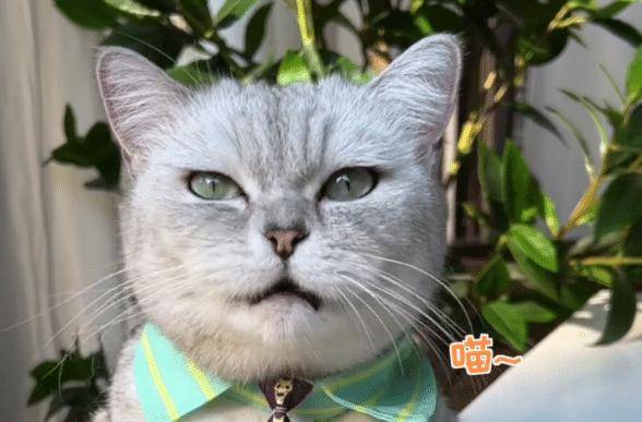 料理猫王:萌宠猫咪上得厅堂下得厨房,爆红网络吸粉千万_长安_网友