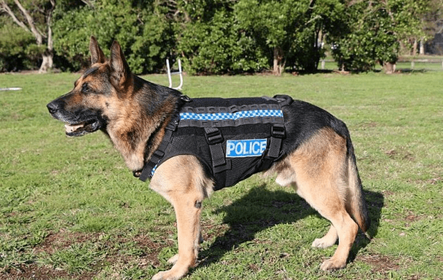 军犬品种排名警犬图片